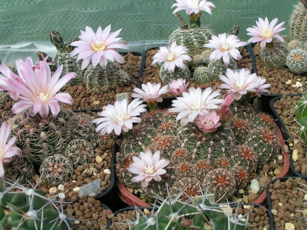 Gymnocalycium bruchii